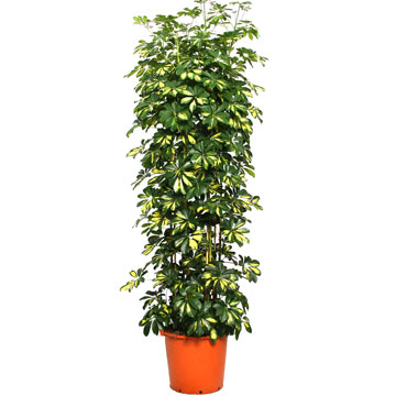 Шеффлера Голд Капелла на опоре 42/200 см.