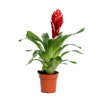 vriesea-harmony-plant