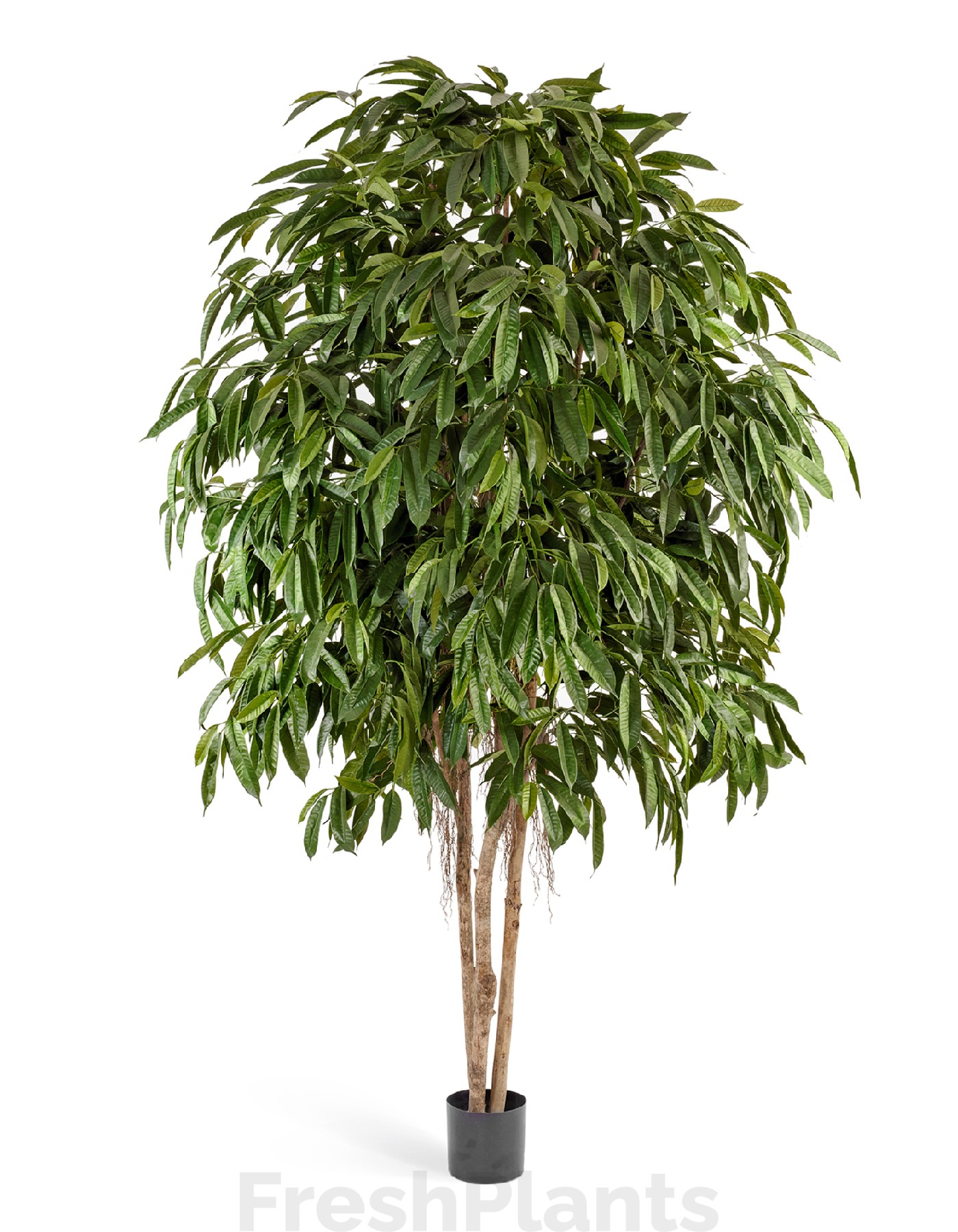 Лонгифолия широколистная многоствольная 270 см искусственная 10.36109N