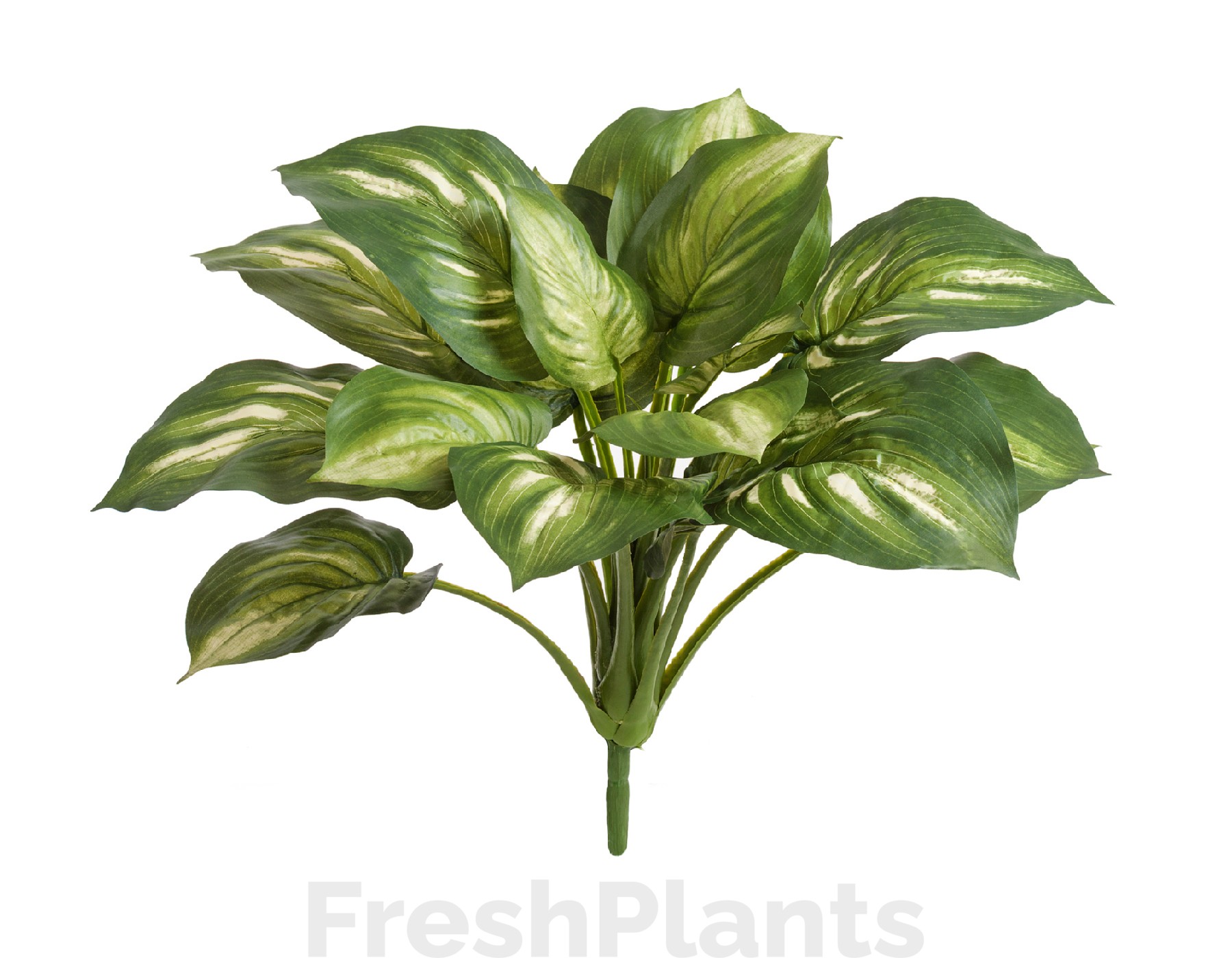 Хоста бело-зелёная большая искусственная 20.1150GW