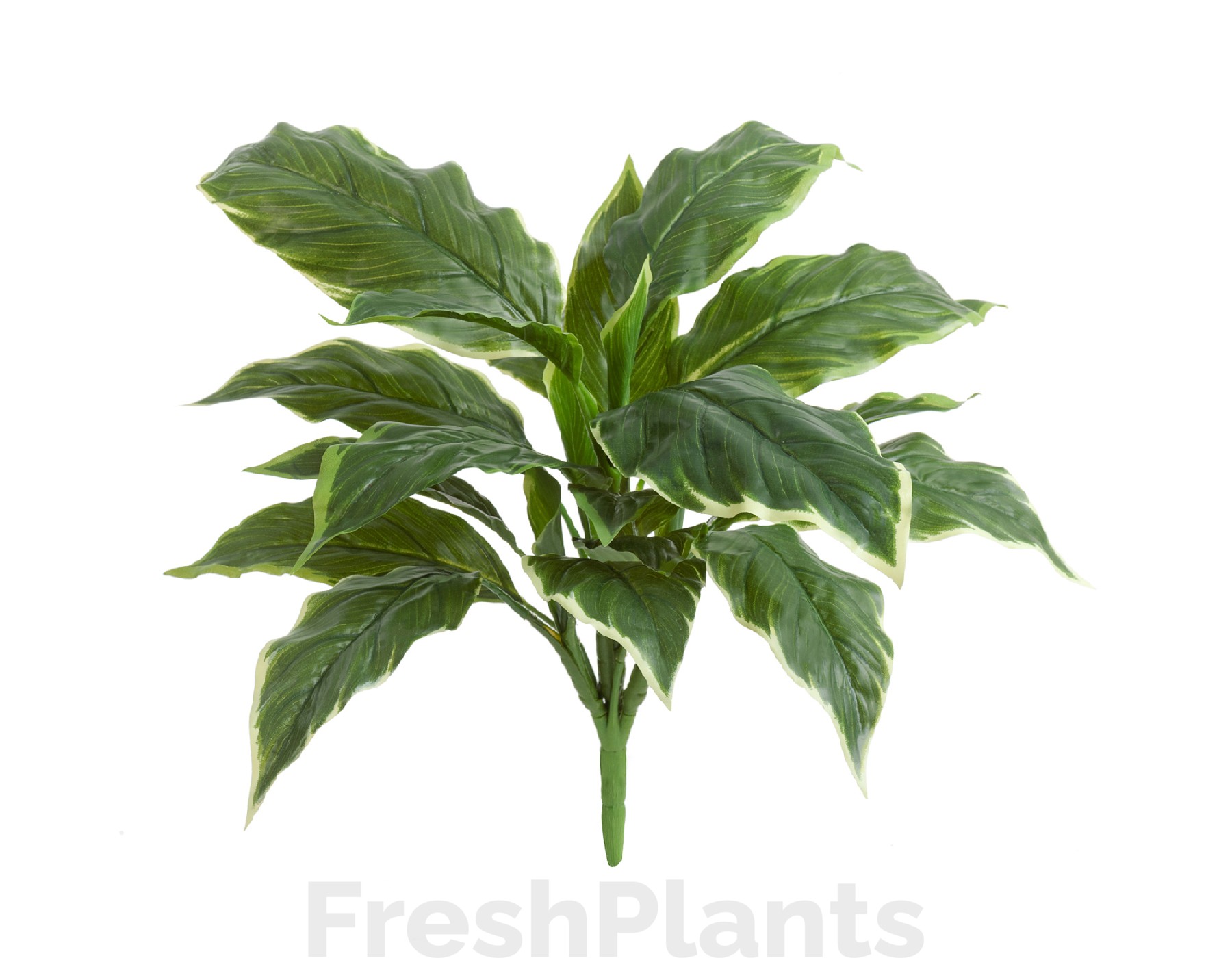 Хоста Соу Свит зелёная с белой каймой (Sensitive Botanic) искусственная 20.1152GWH