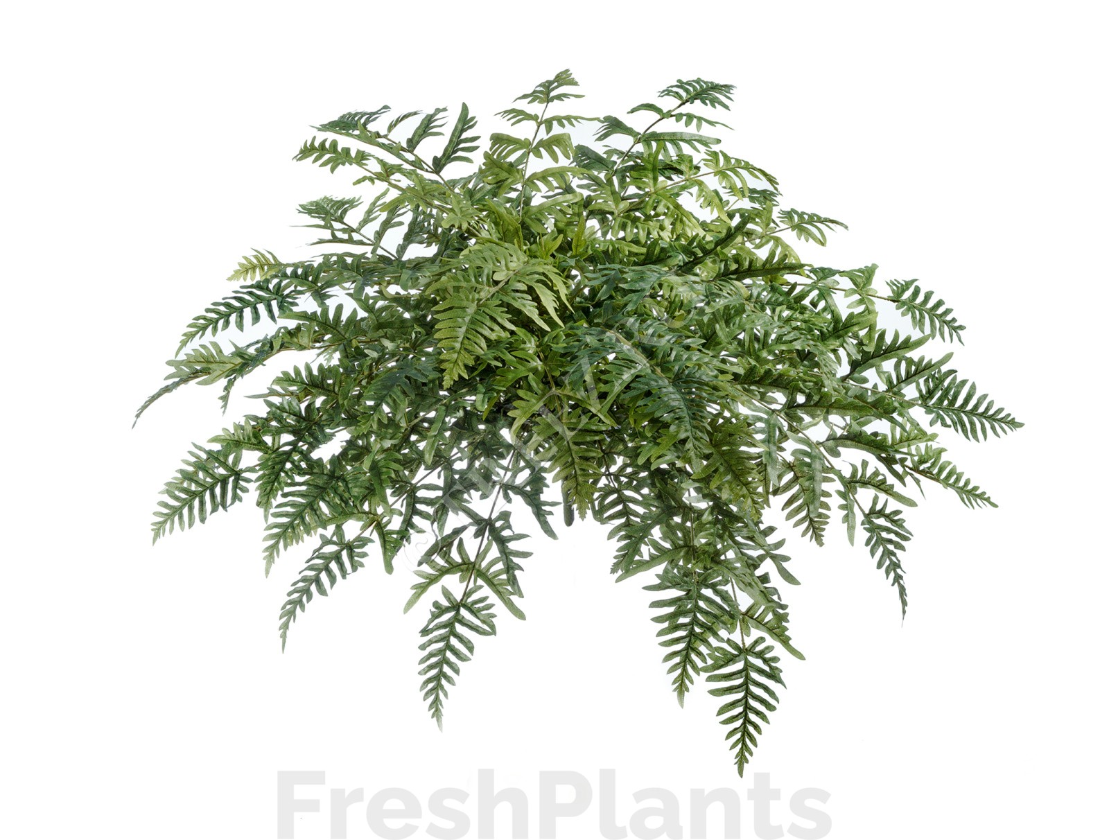 Папоротник Athyrium искусственный 20.1329N