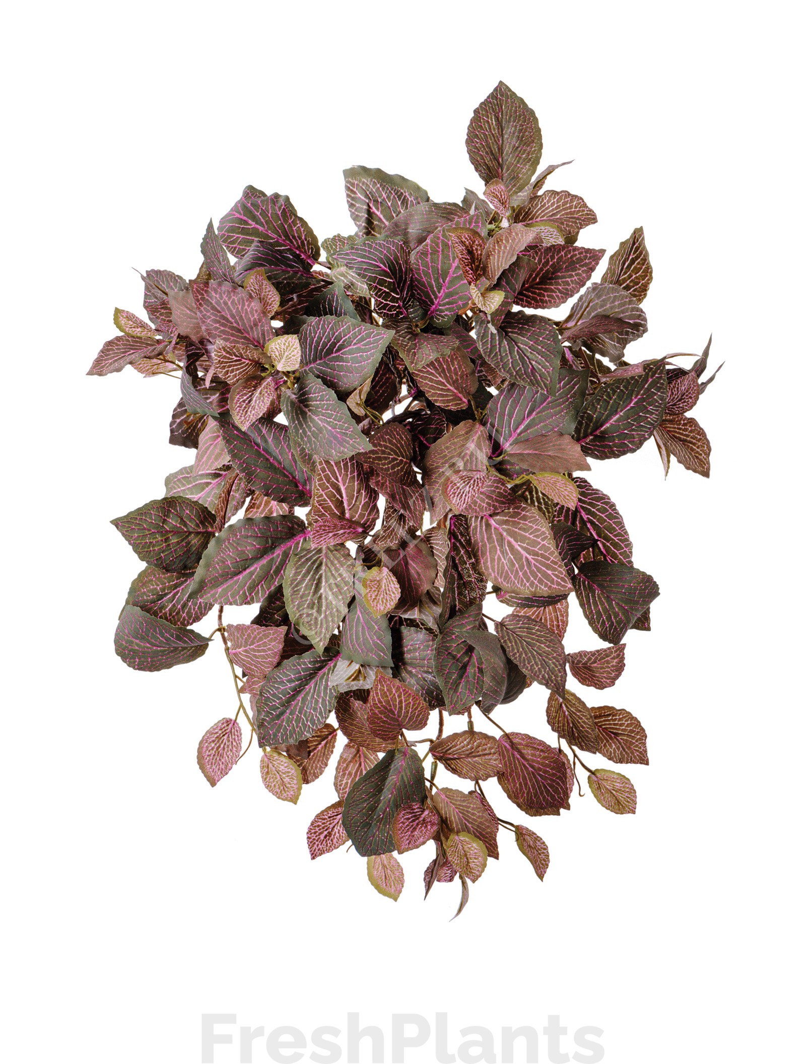 Фиттония Свит ампельная зелёно-розовая искусственная 20.1385PL