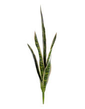 Сансевиерия куст (2 цвета) искусственная 20.1007N, 20.1007NG 2