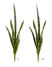 Сансевиерия куст (2 цвета) искусственная 20.1007N, 20.1007NG