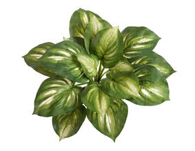 Хоста бело-зелёная большая искусственная 20.1150GW 1