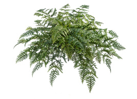 Папоротник Athyrium искусственный 20.1329N