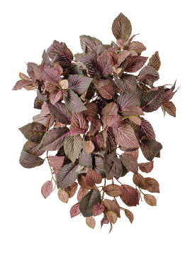 Фиттония Свит ампельная зелёно-розовая искусственная 20.1385PL