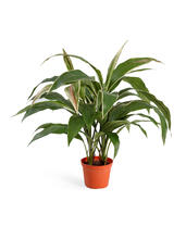 Кордилина куст в горшке искусственная 20.6302N