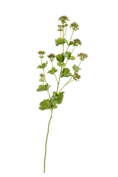 treez/30.05170254GRm