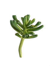 Мини-суккулент Крассула Хоббит искусственный 30.0610034